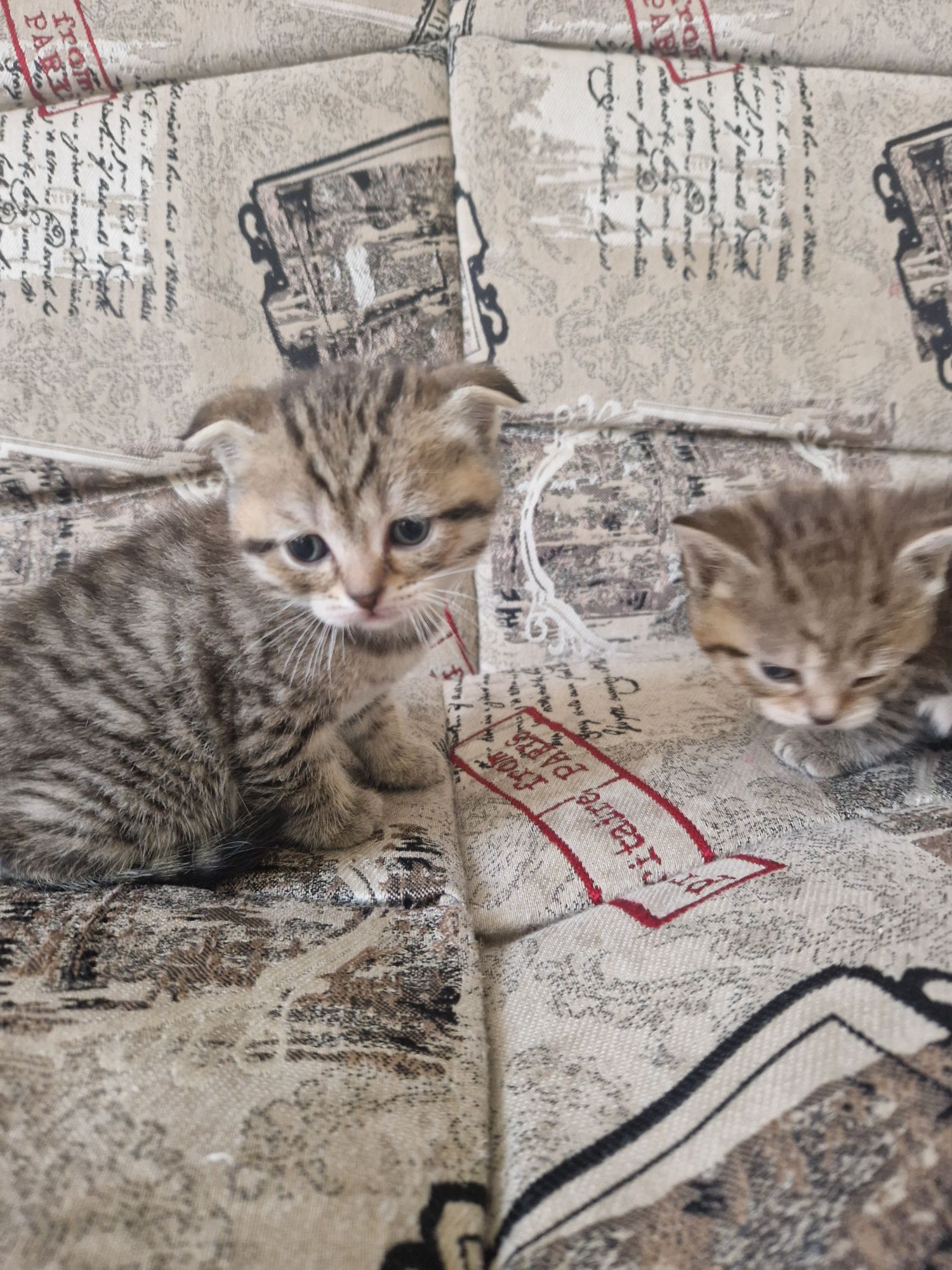 Котёнок 2 месяца