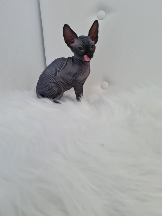 Pisicuta sphynx mascul