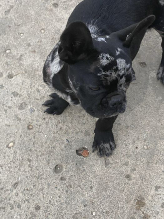 Catel buldog francez(negru merle)