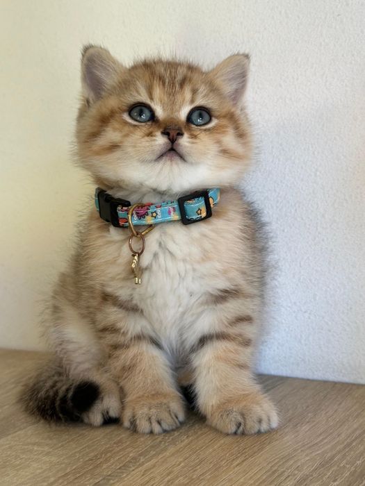 British shorthair golden tabby !!