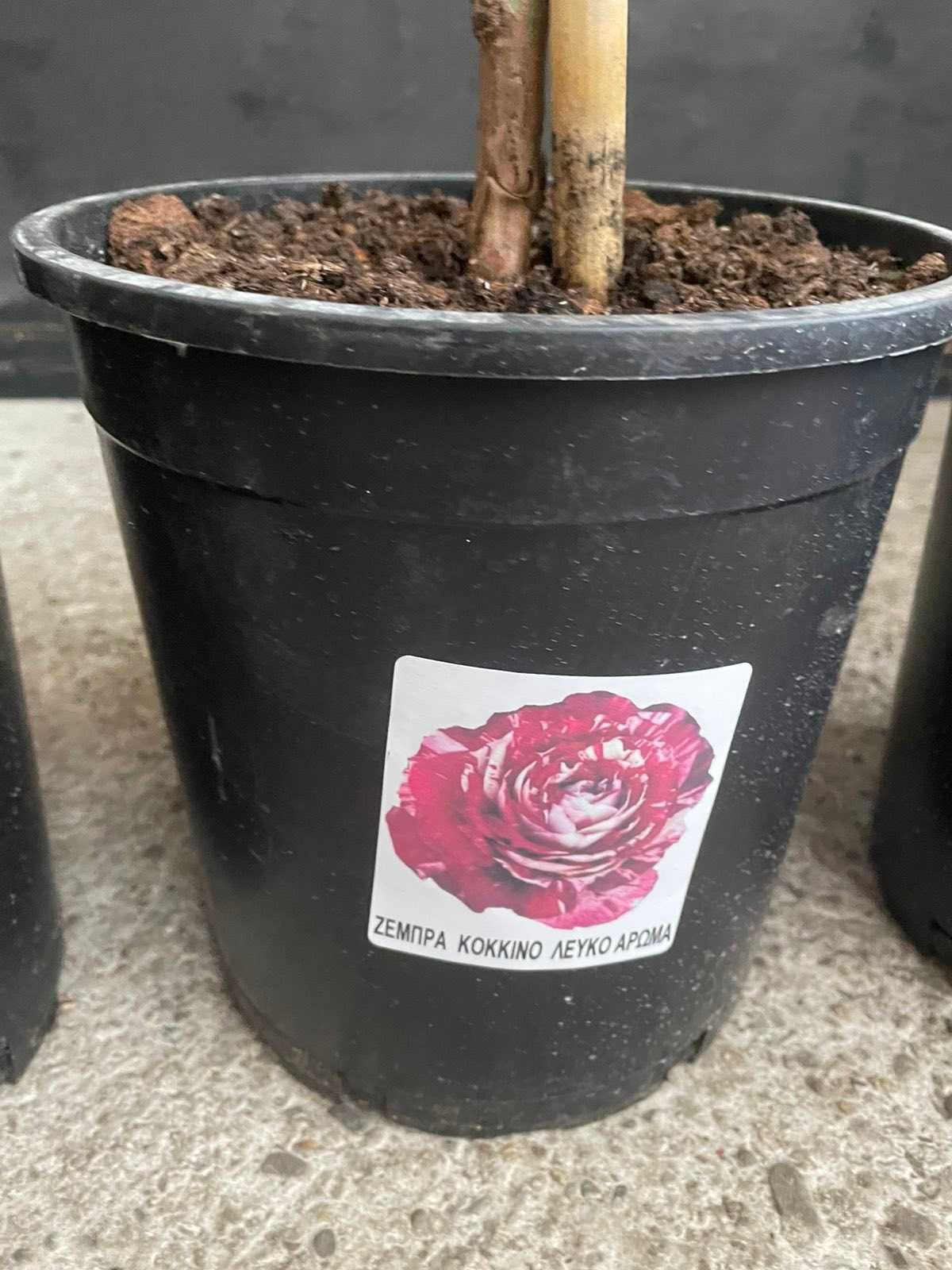 Роза - щампова  дърво