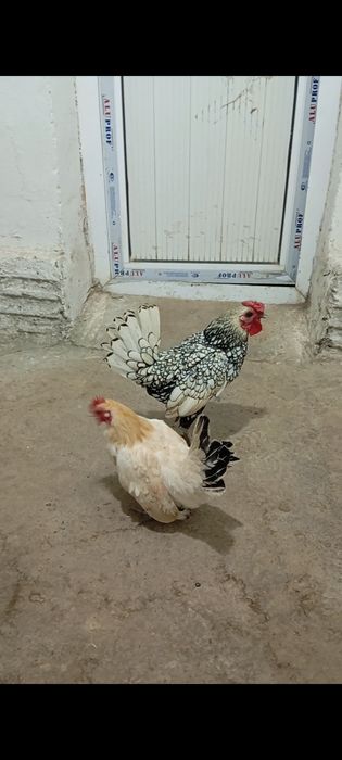 Сибрайт хуроз сотилади