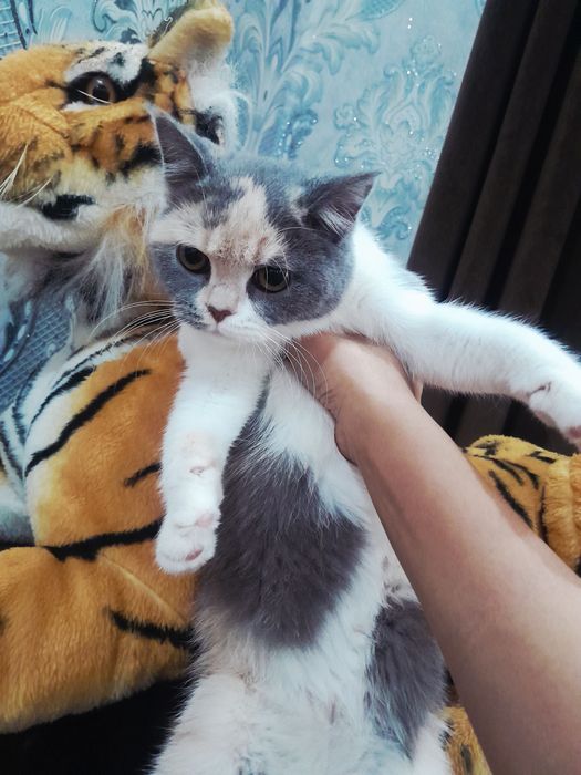 Fold va Strayt mushuk og'il qiz