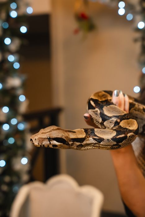 Танцевальное восточное шоу и фотосессия с живой змеёй