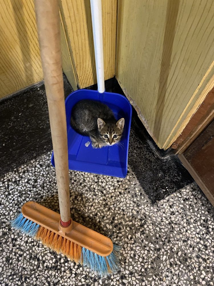 Котарачето Господинчо търси дом! :)