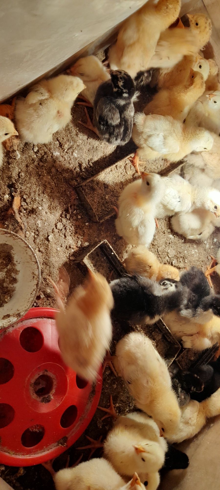Piu de găină rasa pură Sussex,  Orpington, Wiandotte și Australorp