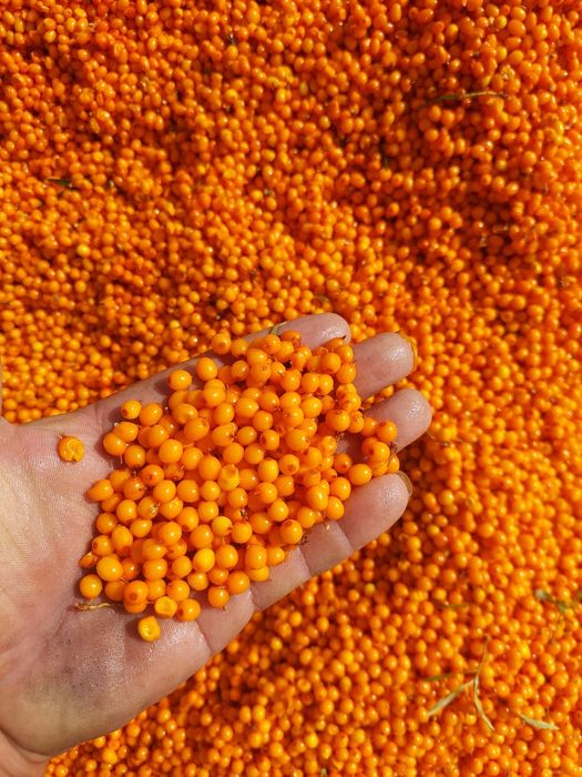 Vând cătină de munte