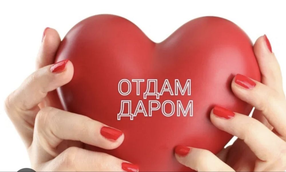 бесплатно отдам даром
