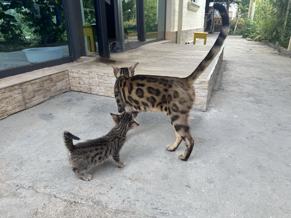 Ищем кота для вязки, Бенгала