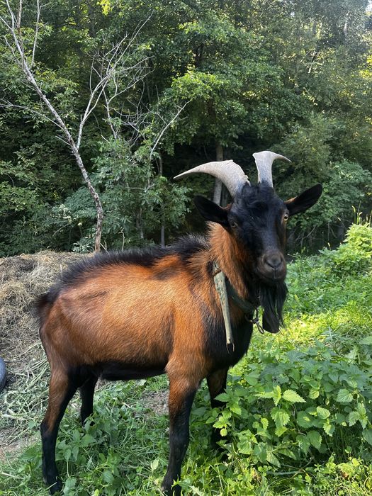 Țap Alpin Francez