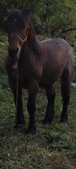 Urgent!! Vând armăsar