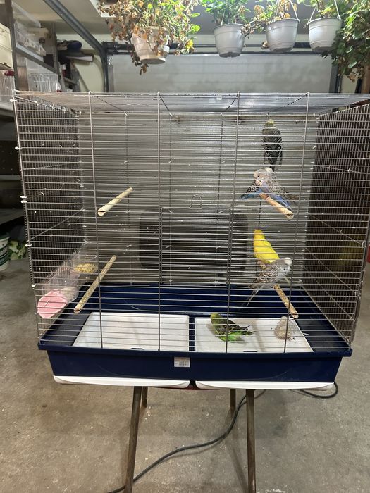 Colivie mare / voliera