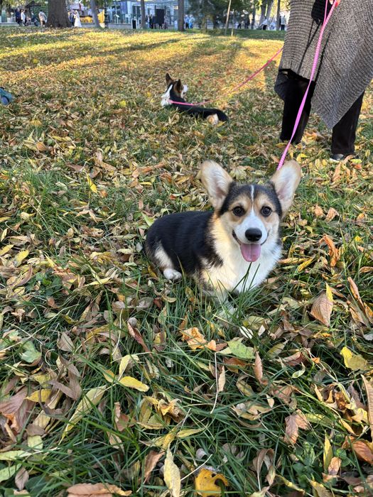 Corgi femela tricolor
