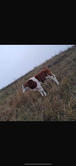 Vitei de vanzare in jud Bacau