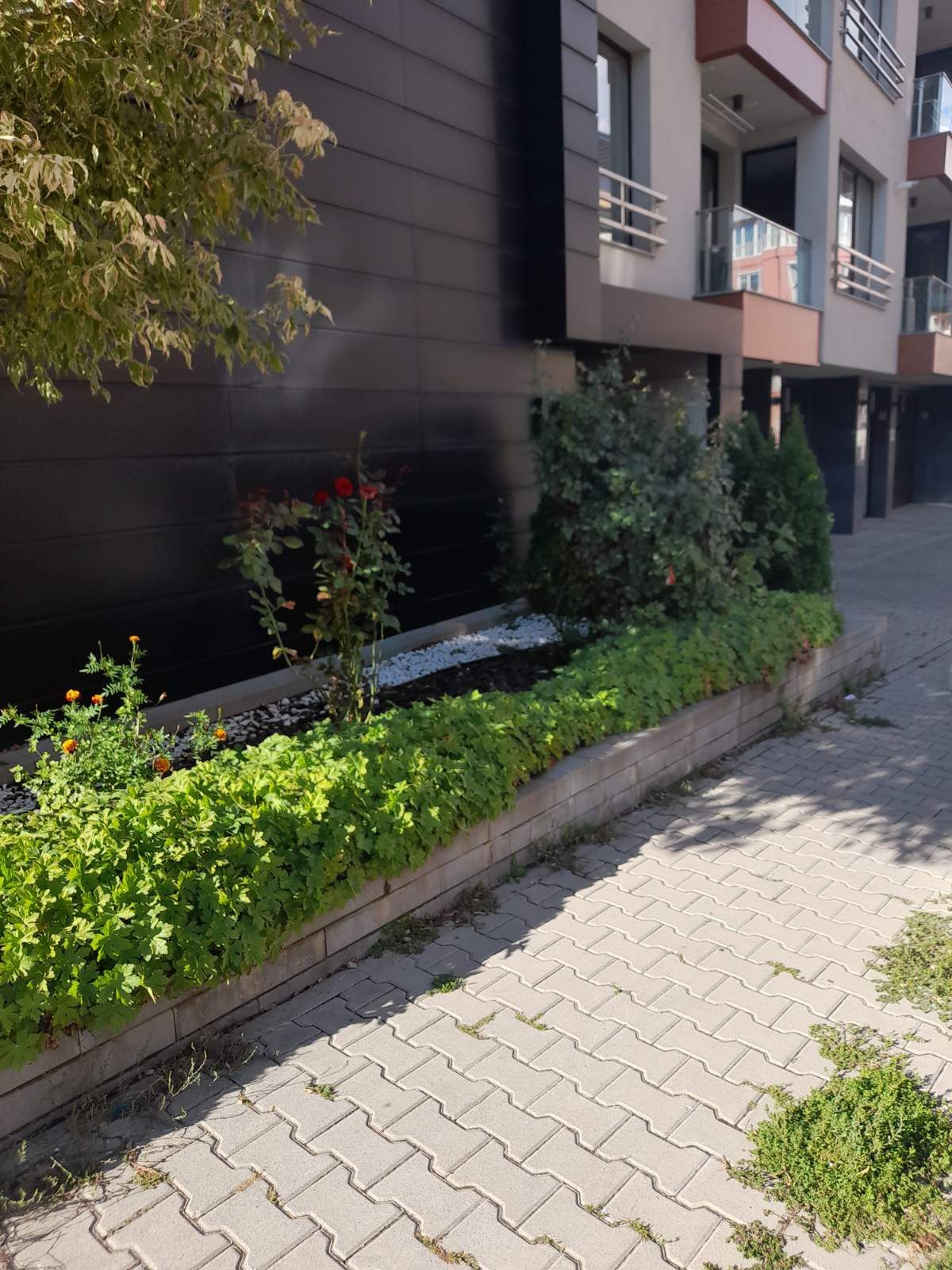 Почистване на парцели дворове Косене на трева рязане на опасни дървета