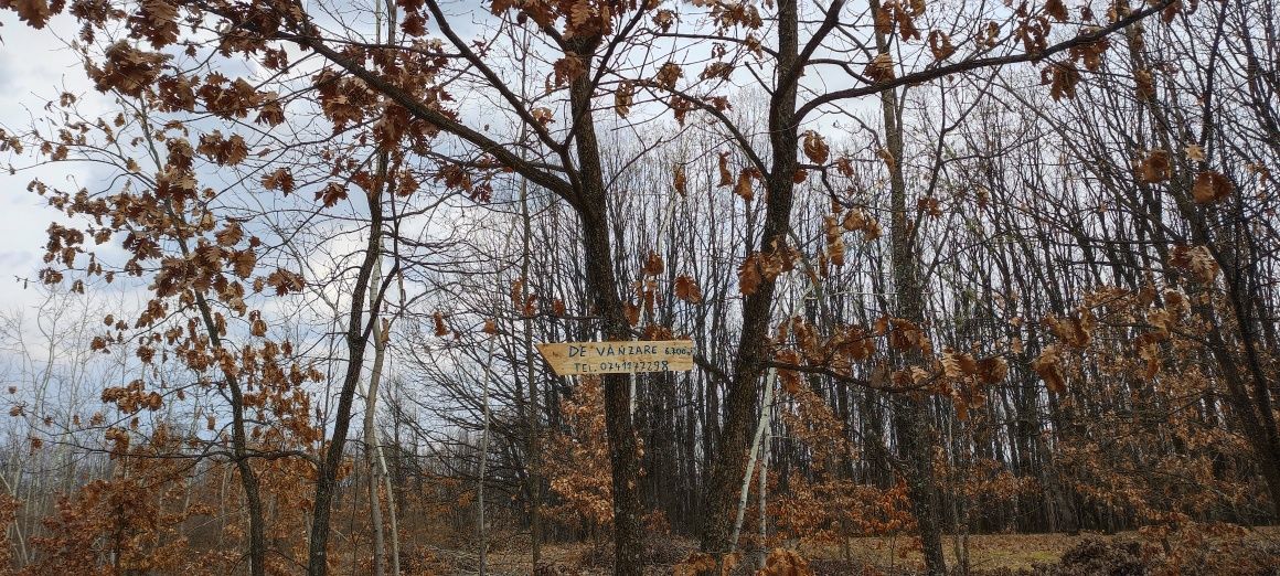 Teren înconjurat de pădure, pe trei laturi .