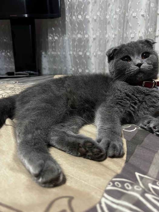 Skotsh fold zotli mushuk sotiladi qiz bola 1 yoshdan oshdi