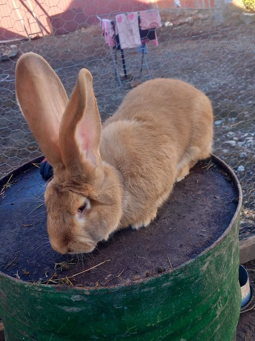 Mascul urias german galben