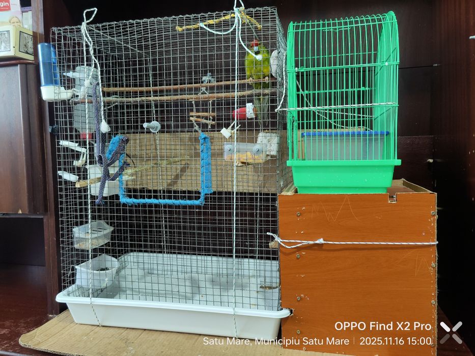 Pereche Kakariki pe oua cu colivie, cuib, accesorii, hrana