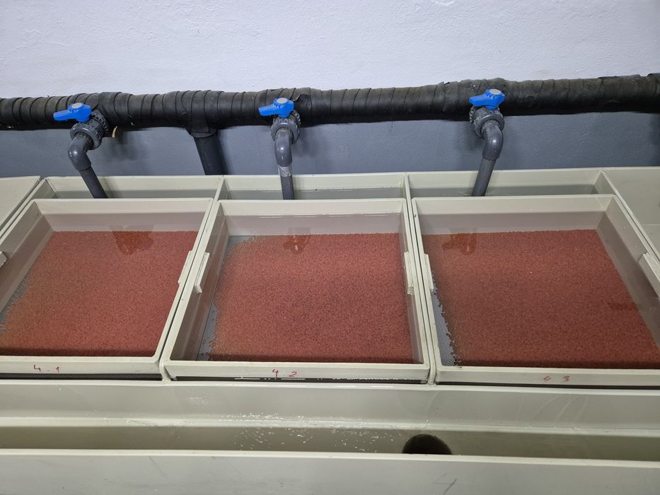 Puiet Pastrav Curcubeu, Baile Herculane