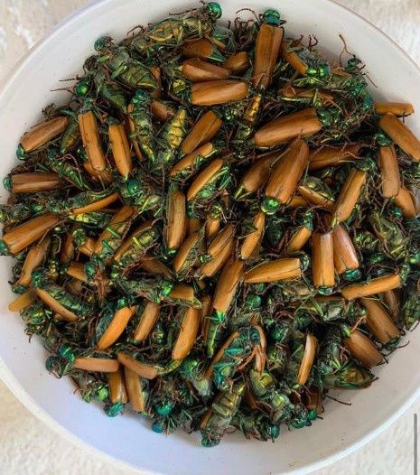 Алтын коныз Майски жук золотой жук синий жук лечения