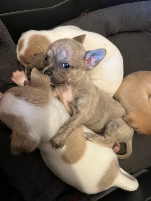 Кученца чихуахуа