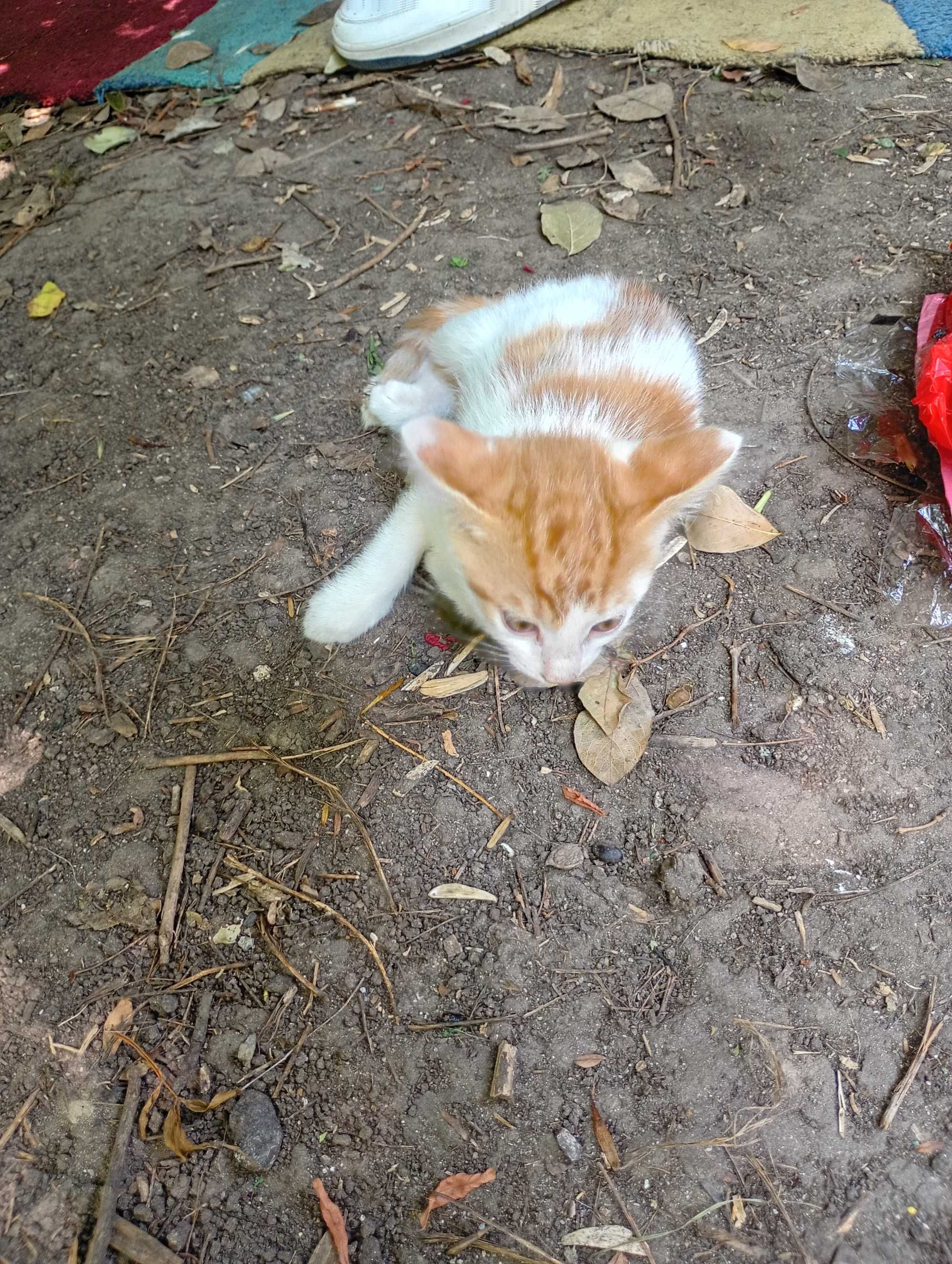 Четири котенца подрастващи