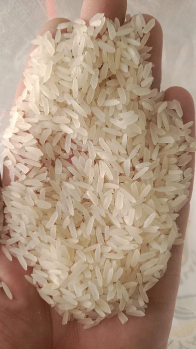 Рис шымкенте Лазер