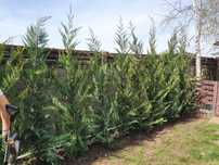 Cupressus Leylandii la ghiveci – Prindere garantată, ideal pentru gard