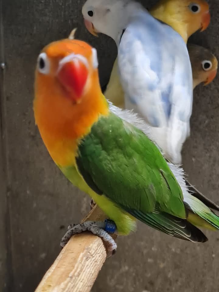 Papagali agapornis amorezi
