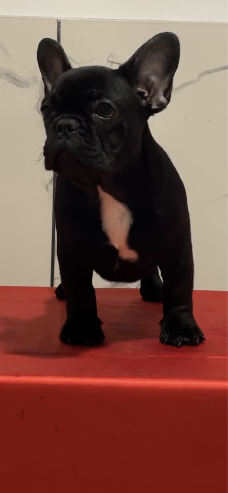 Vand bulldog francez cu pedigree femela