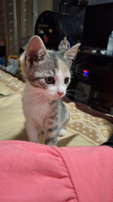 URGENT donez 2pisici adorabili unei persoane iubitoare si responsabil