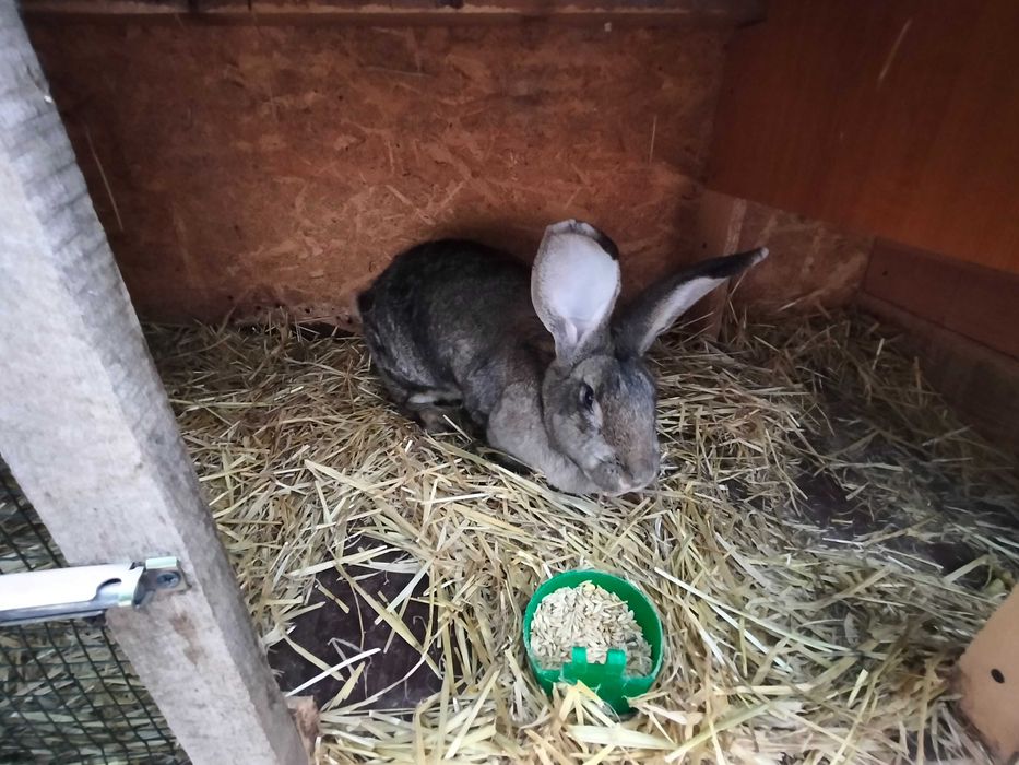 Vand 2 iepuroaice metis de urias german