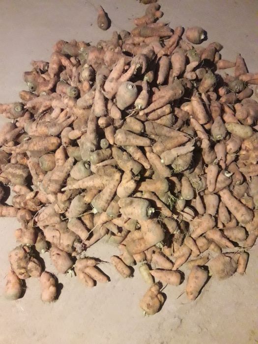 Sariq va qizil sabzi