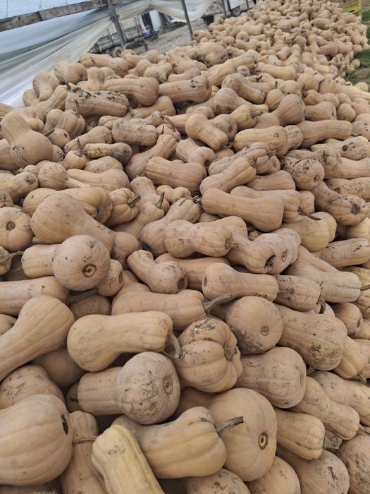 Dovleci plăcintari Matilda si Samson