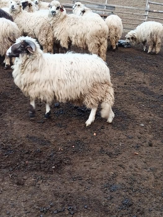 Berbecuț breaz de vânzare berbecuț breaz. Mai multe detalii la telefon