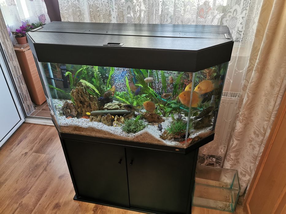 Acvariu juwel 180 litri la 600 lei, 330 litri. Ofer mentenanta acvarii