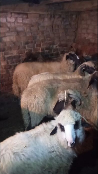 Oi tinere de vanzare