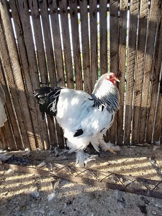 Cocosi brahma rasa pura