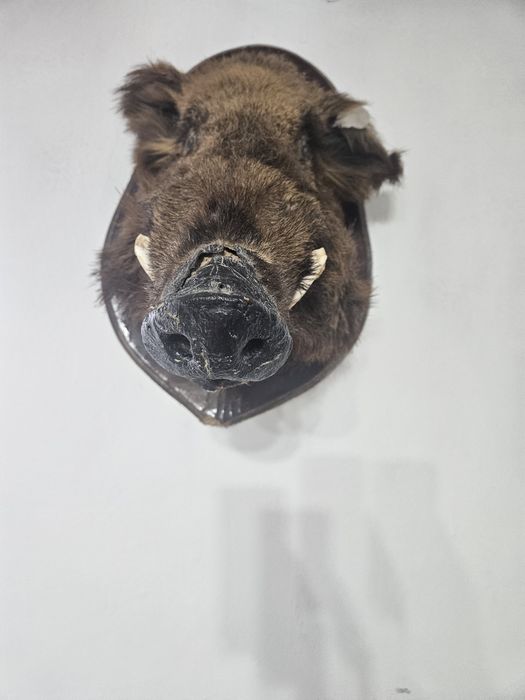 Продается чучело