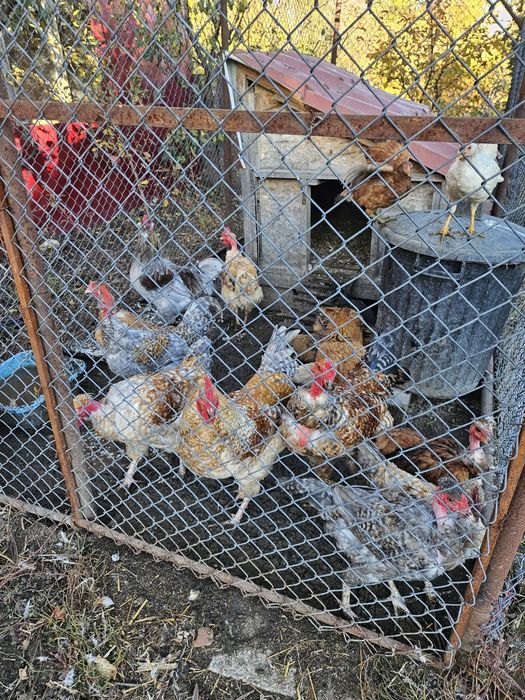 Gaini si cocosi rasa mixta sau/si oua