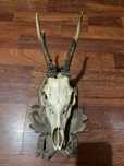 Trofeu coarne căprior