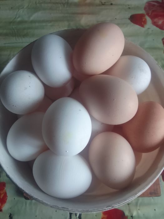 Продам яйцо куриные домашние