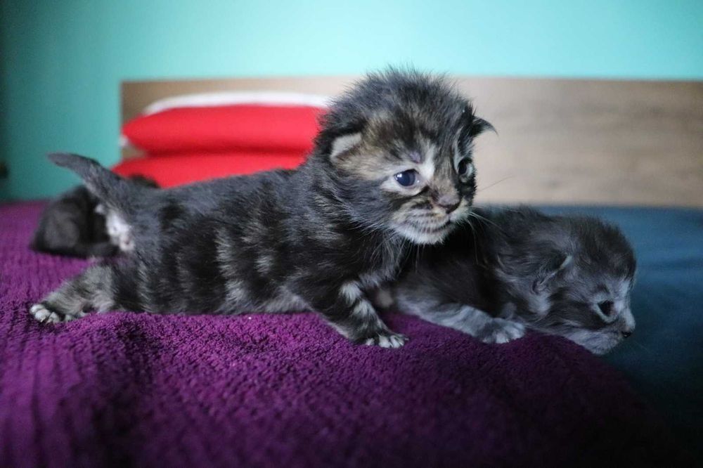 Мейн Куун котенца