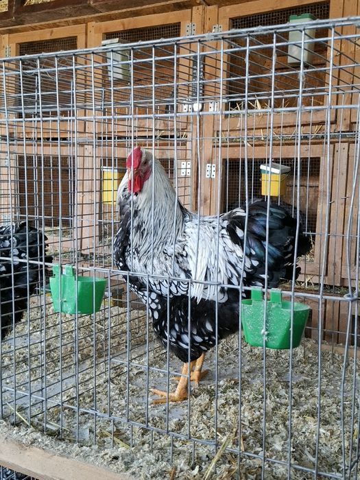 Cocos wyandotte argintiu