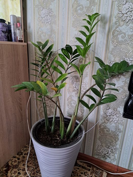 Замиокулькас срочно продаётся!