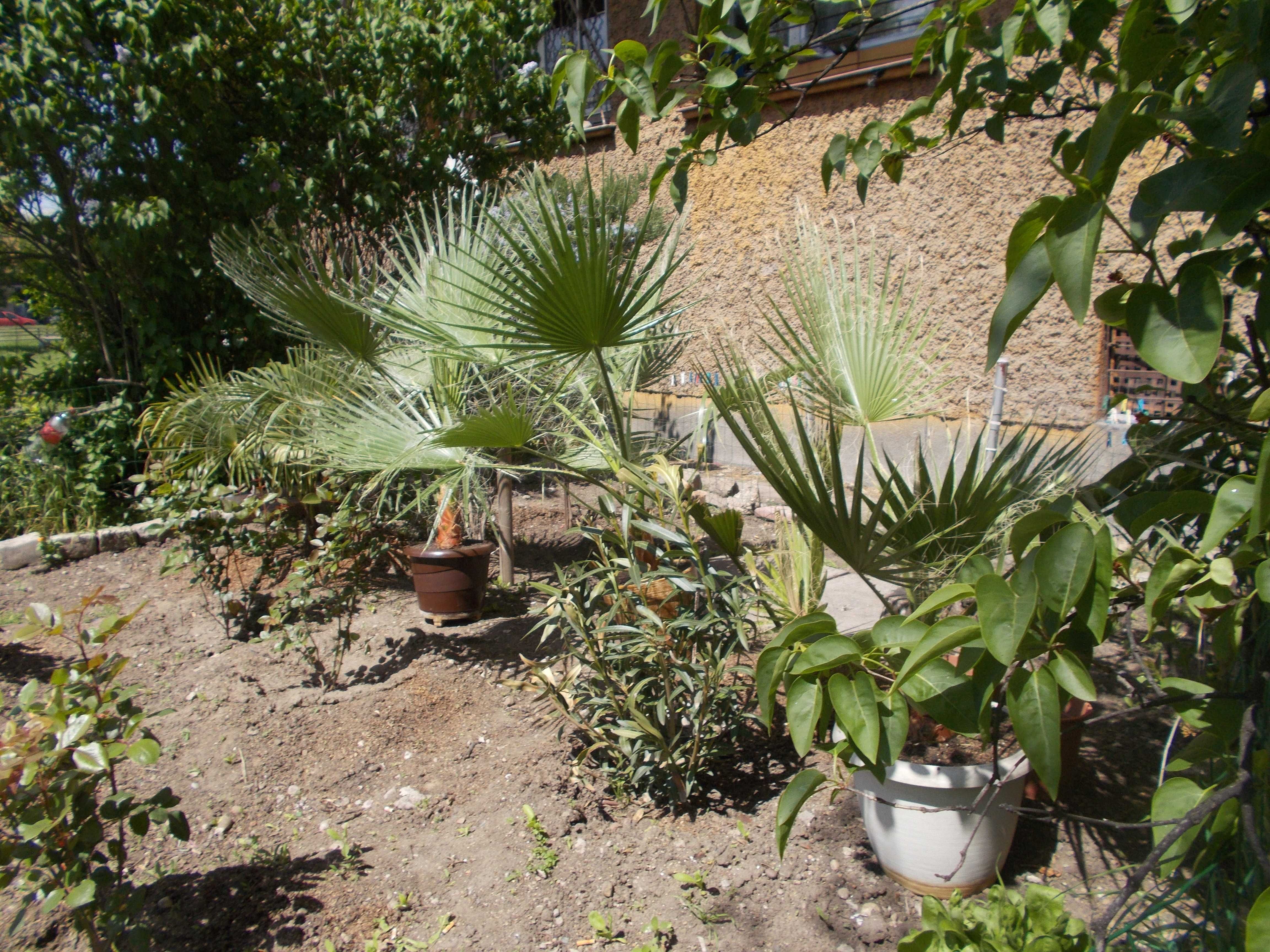 Продавам палми - Вашингтония Филифера - Washingtonia filifera