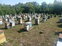 пчёлы  пчелосемьи ульи улья пчелотара пчелопакеты ульетара сушь