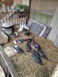 Индоуткалар сотилади