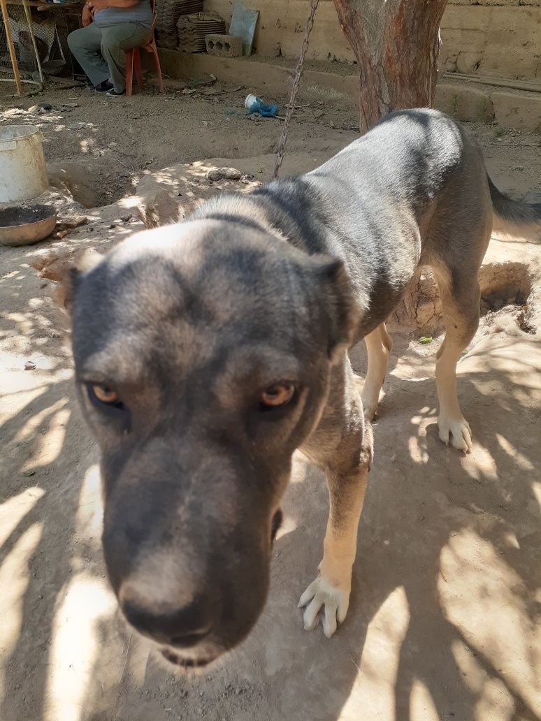 Kangal zotli kuchuk,urgochi,deyarli 1 yosh
